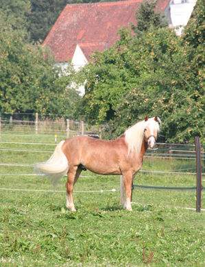 Pferd