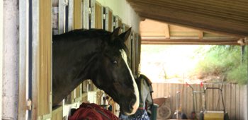 Pferd in Box